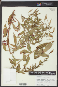 Oenothera grandiflora image