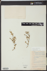 Oenothera humifusa image