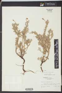 Oenothera humifusa image