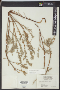 Oenothera humifusa image