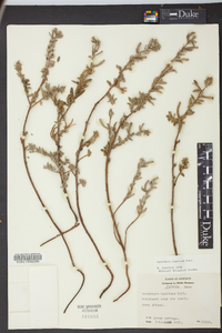 Oenothera humifusa image