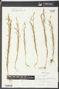 Oenothera linifolia image