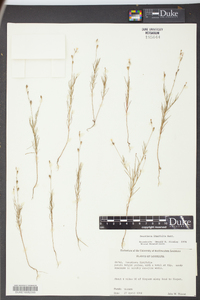 Oenothera linifolia image