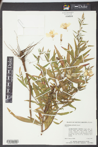 Oenothera riparia image