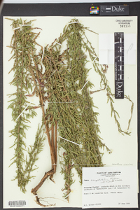 Oenothera simulans image