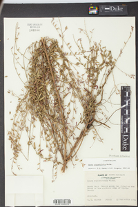 Oenothera simulans image