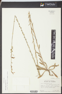 Oenothera simulans image