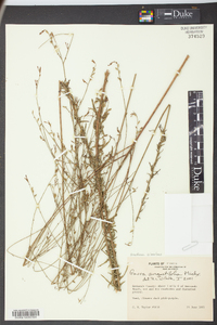 Oenothera simulans image