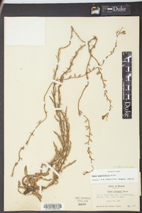 Oenothera simulans image