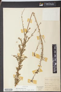 Oenothera simulans image