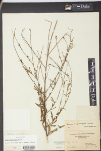 Oenothera simulans image