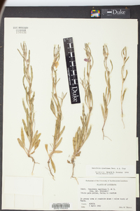 Oenothera spachiana image