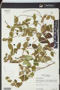 Eugenia uniflora image