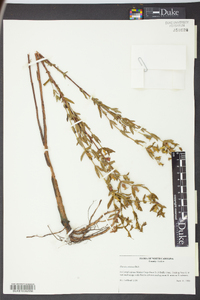 Rhexia aristosa image