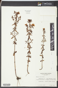 Rhexia lutea image