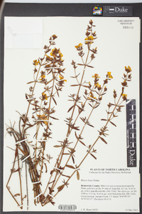 Rhexia lutea image