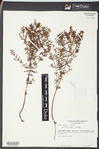 Rhexia lutea image