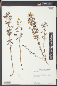 Rhexia lutea image