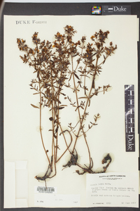 Rhexia lutea image