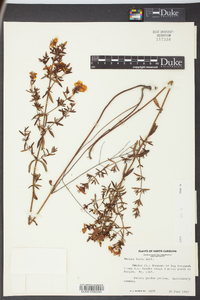 Rhexia lutea image