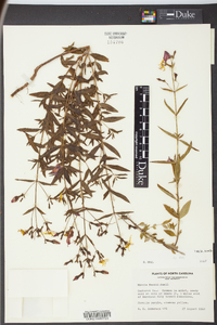 Rhexia nashii image