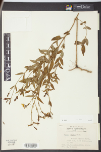 Rhexia nashii image