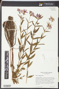 Rhexia nashii image