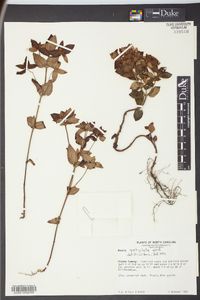 Rhexia petiolata image