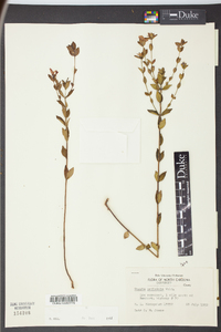 Rhexia petiolata image