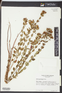 Rhexia petiolata image