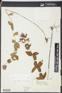 Rhexia virginica image