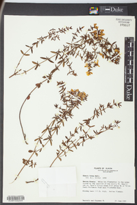 Rhexia lutea image