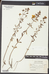 Rhexia lutea image