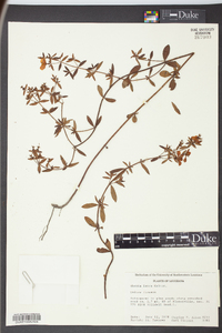 Rhexia lutea image