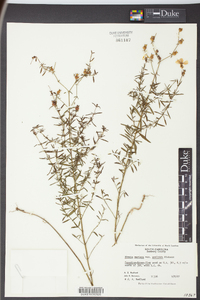 Rhexia mariana var. exalbida image