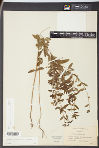 Rhexia mariana var. mariana image