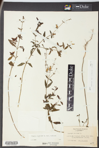 Rhexia mariana var. mariana image