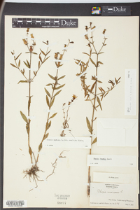 Rhexia mariana var. mariana image