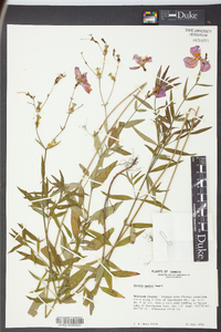 Rhexia nashii image