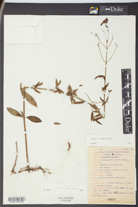 Rhexia nashii image