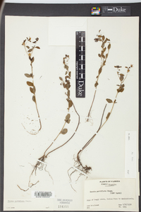 Rhexia parviflora image