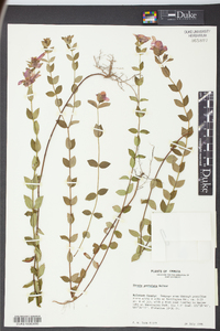 Rhexia petiolata image