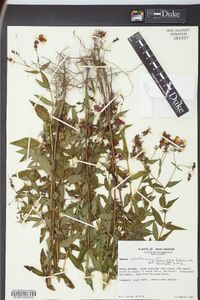 Rhexia ventricosa image