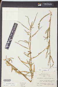 Aeschynomene indica image