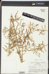 Aeschynomene americana image