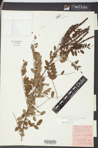 Amorpha herbacea image