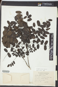 Amorpha nitens image