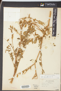 Astragalus canadensis image