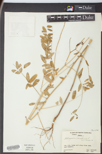 Astragalus canadensis image