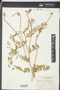 Astragalus canadensis image